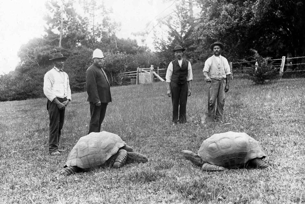 Black and white photo showing four men posing behind two tortoises that are facing each other.