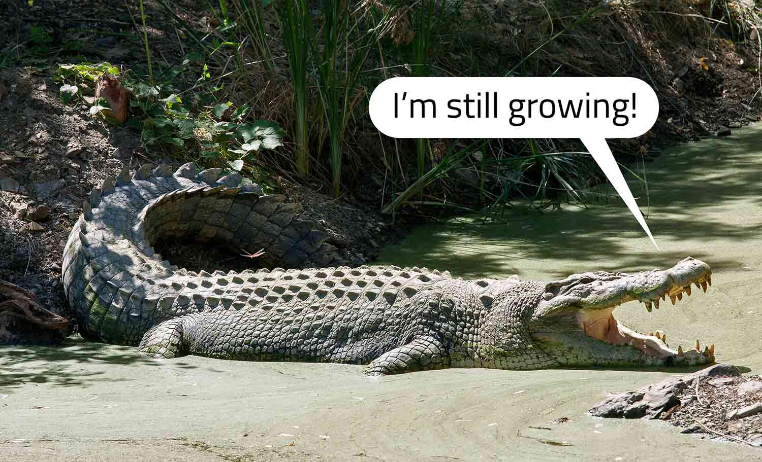 A crocodile lies in mud with its mouth open as a talk bubble says I’m still growing.