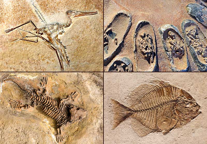 Quadrant showing fossils of a fish, dinosaur eggs, a reptile, and a pterosaur.
