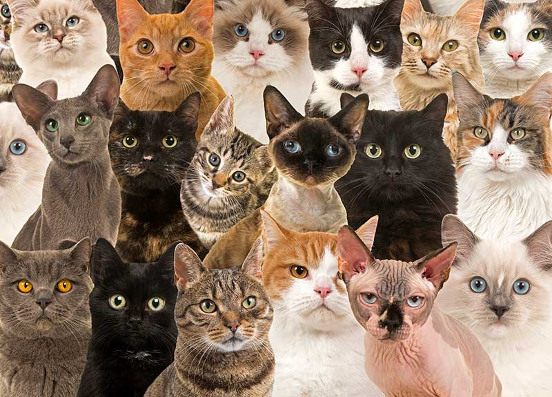 Portraits of various cat breeds