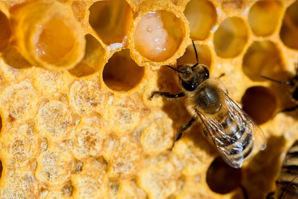 A honeybee queen sits on a honeycomb.