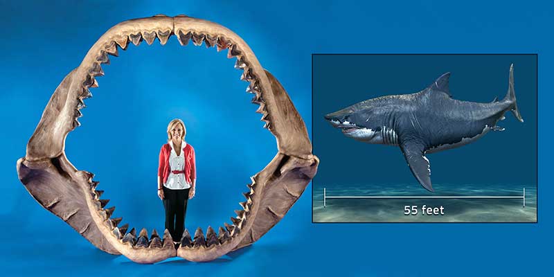 A woman stands in a megalodon jaw bone on the left and an illustration of megalodon with a length measurement of 55 feet is on the right.