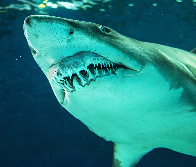 Sand shark with teeth visible seen from below