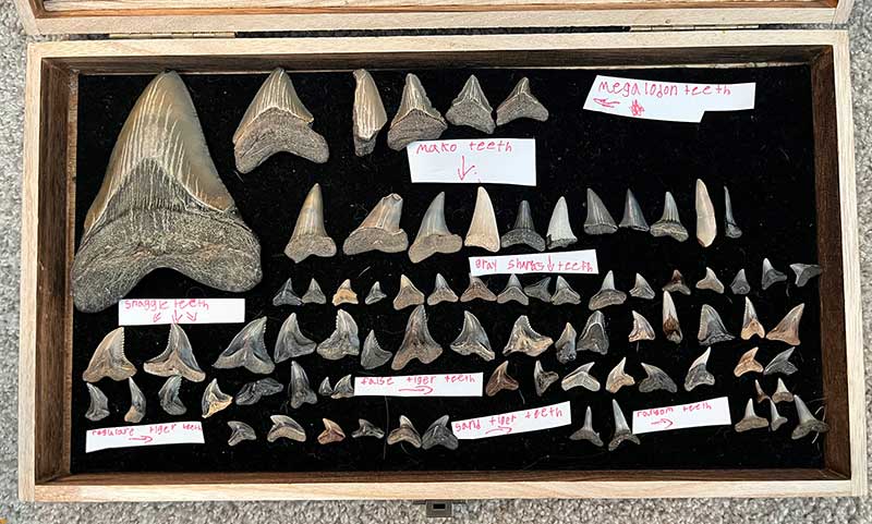 A display case shows many shark teeth of different sizes labeled by species.