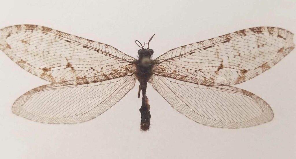 An insect with two sets of wide wings against a white background