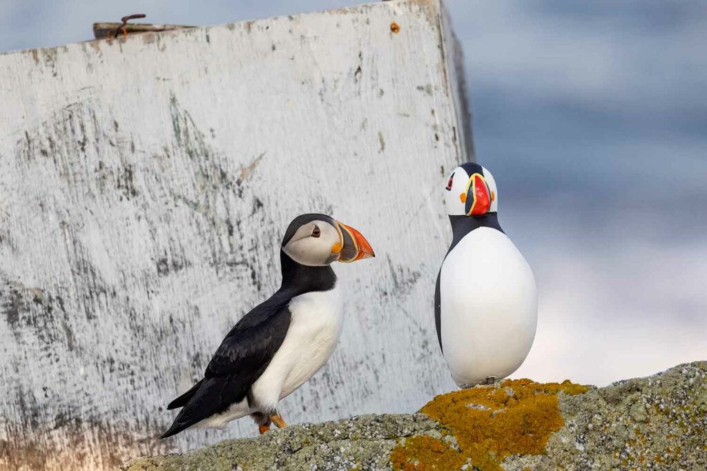 A real puffin looks at a puffin decoy on a cliff.