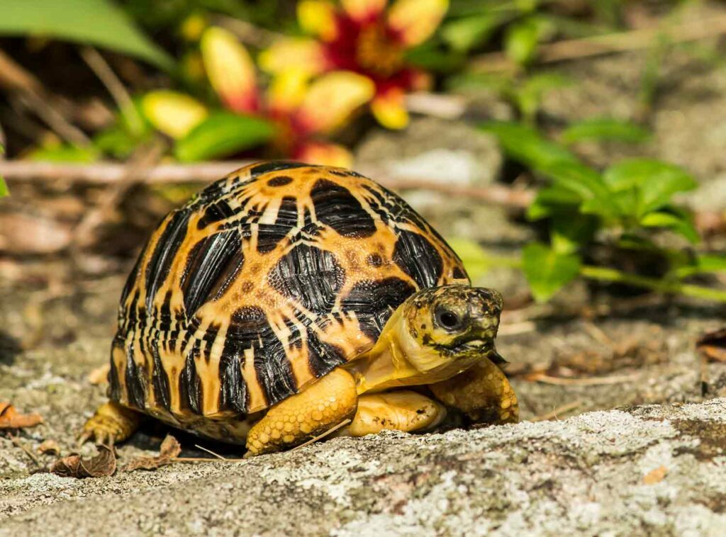 A 'big Dill!:' Houston Zoo's oldest tortoise 'Mr. Pickles' becomes