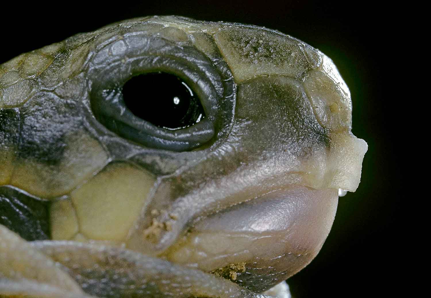 Closeup of a tortoise head with egg tooth