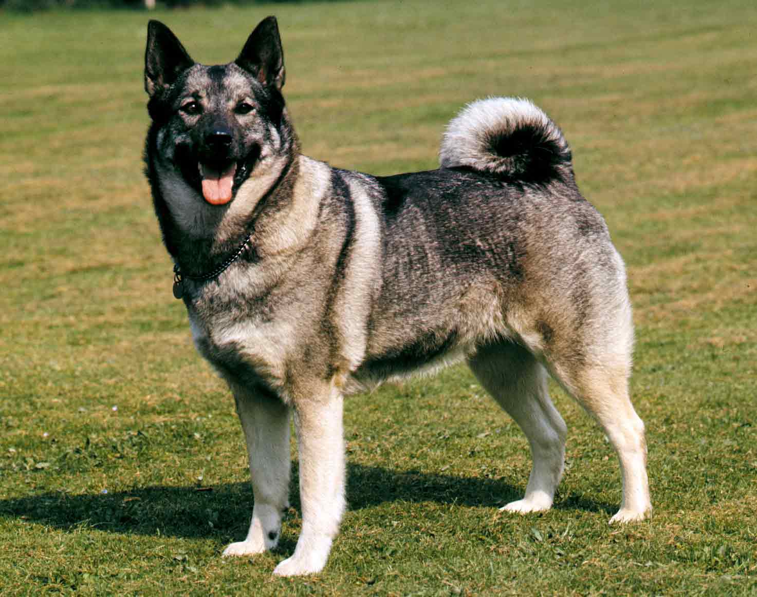 A Norwegian elkhound stands on a lawn.