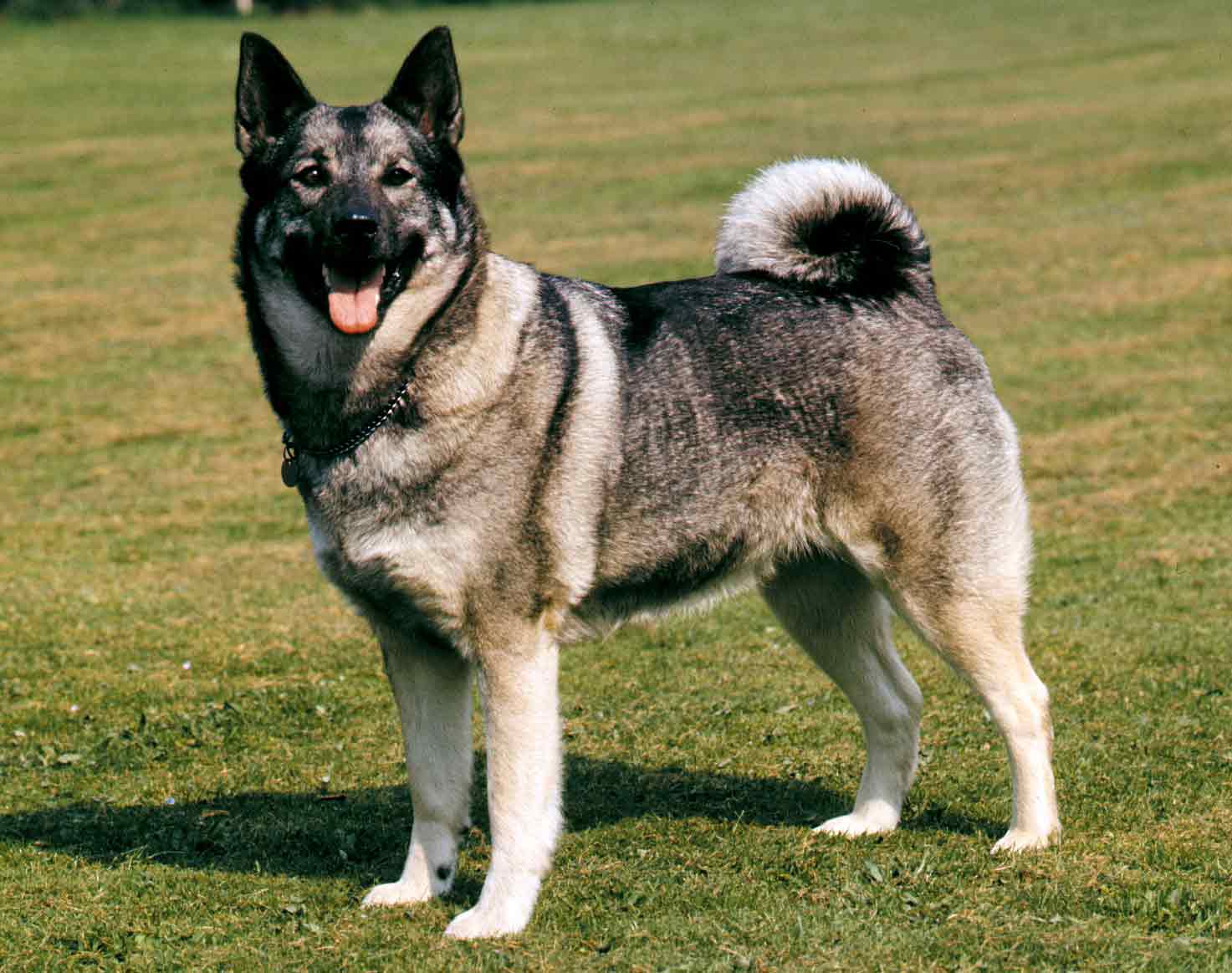 Norse elkhound hot sale