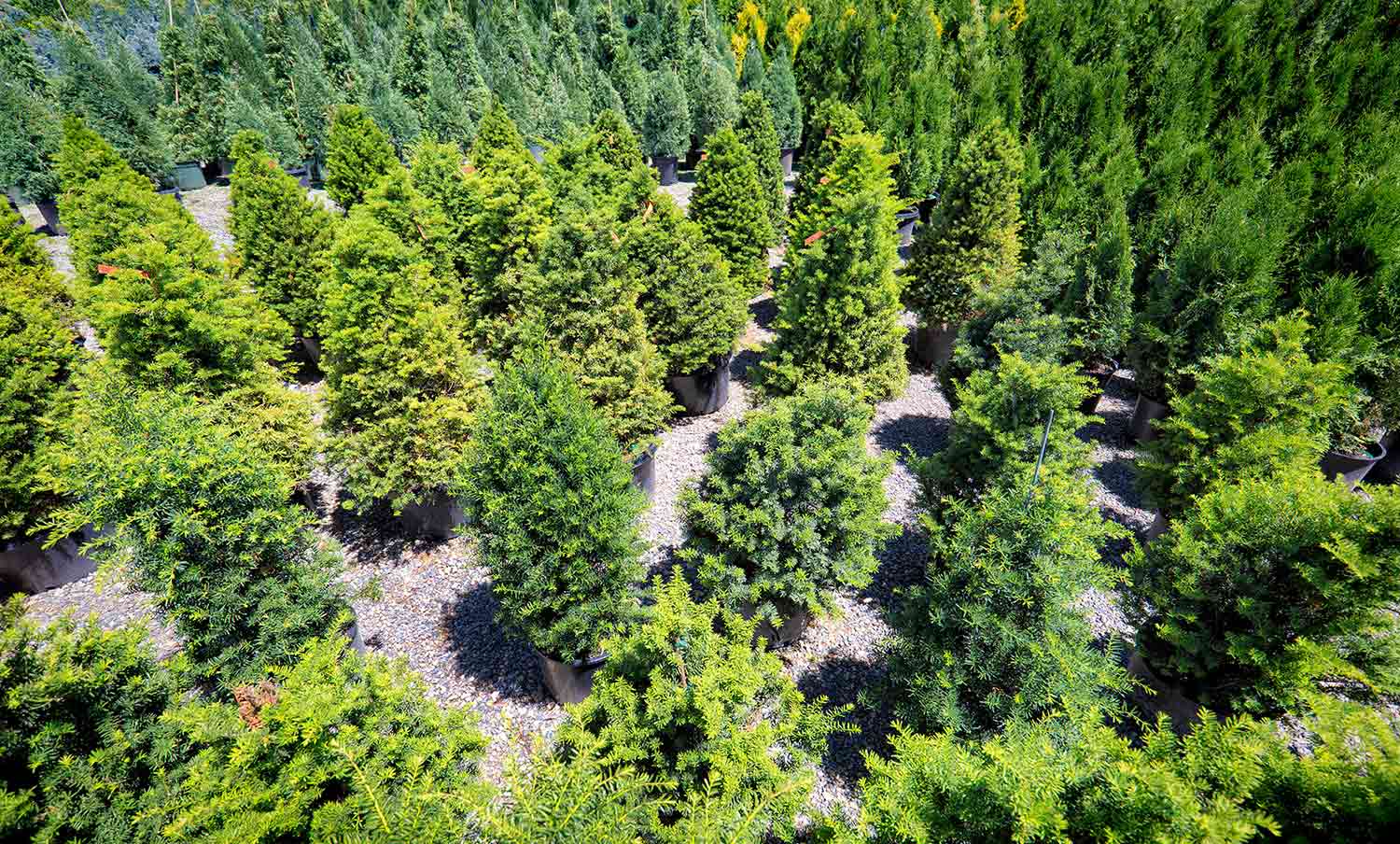 Many pine trees in black pots sit on ground covered in pebbles.