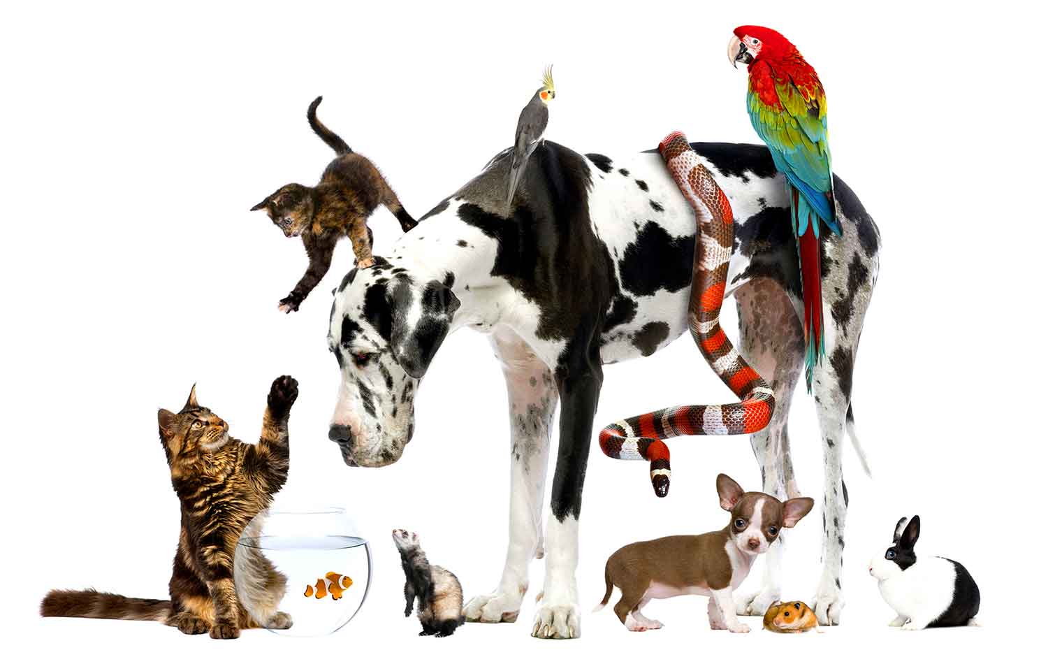 Dogs, cats, fish, a rabbit, a ferret, a bird, a guinea pig, and a snake posed together against a white backdrop.