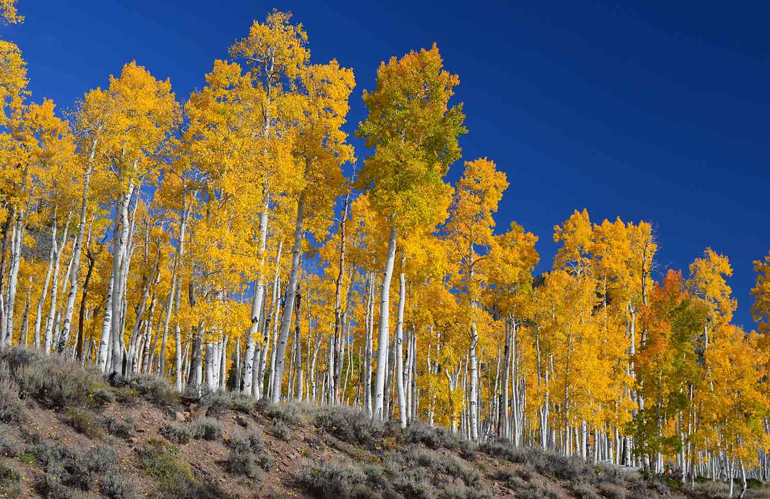 The Pando clone made up of clones of trees in fall colors.