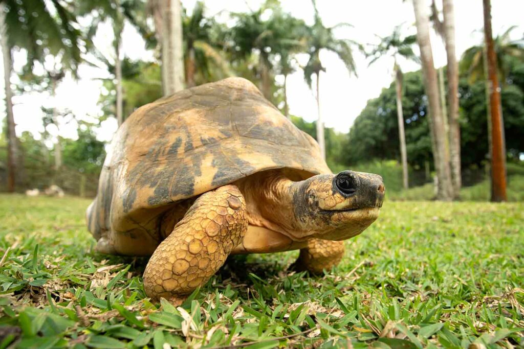 A tortoise stands on grass with palm trees in the background.
