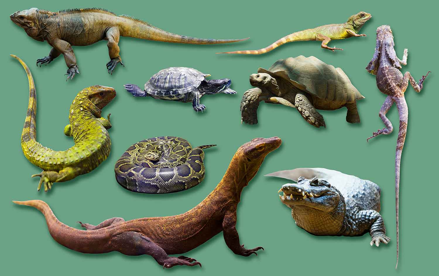 Composite showing a snake, lizards, turtles, and a crocodile.