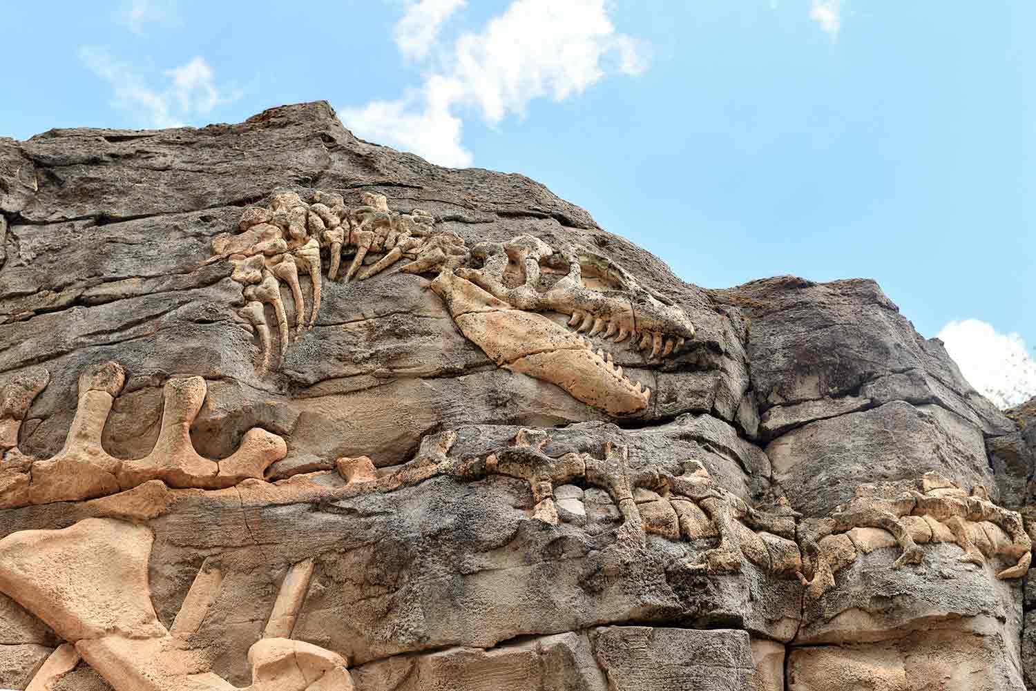 A large part of a dinosaur skeleton embedded in the side of rock.