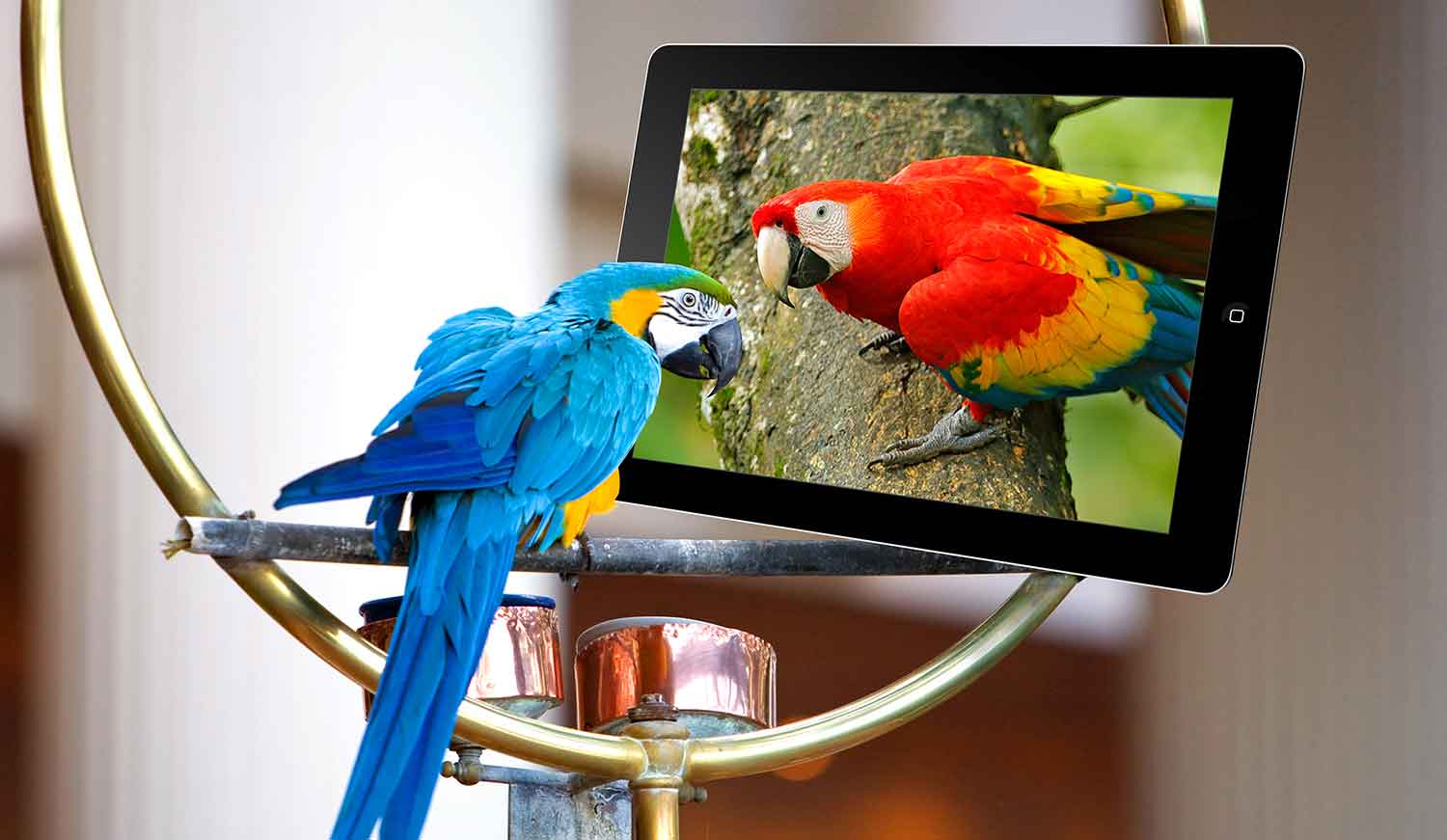 A parrot on a perch looks at a tablet screen showing another parrot.