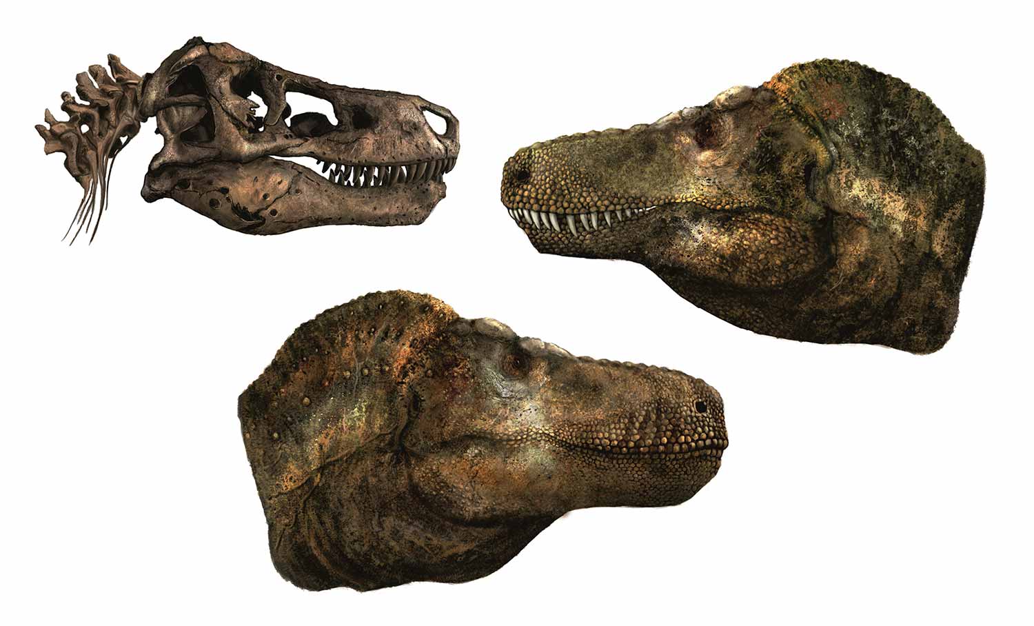 A T. rex skull, a T. rex head with teeth exposed, and a T. rex head with lips covering its teeth.
