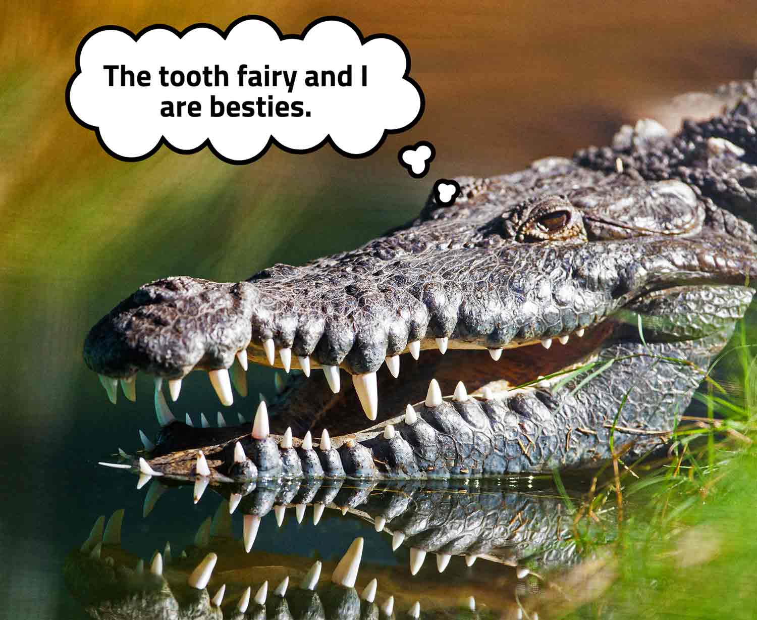 Closeup of a crocodile resting on the surface of water with talk bubble saying the tooth fairy and I are besties.