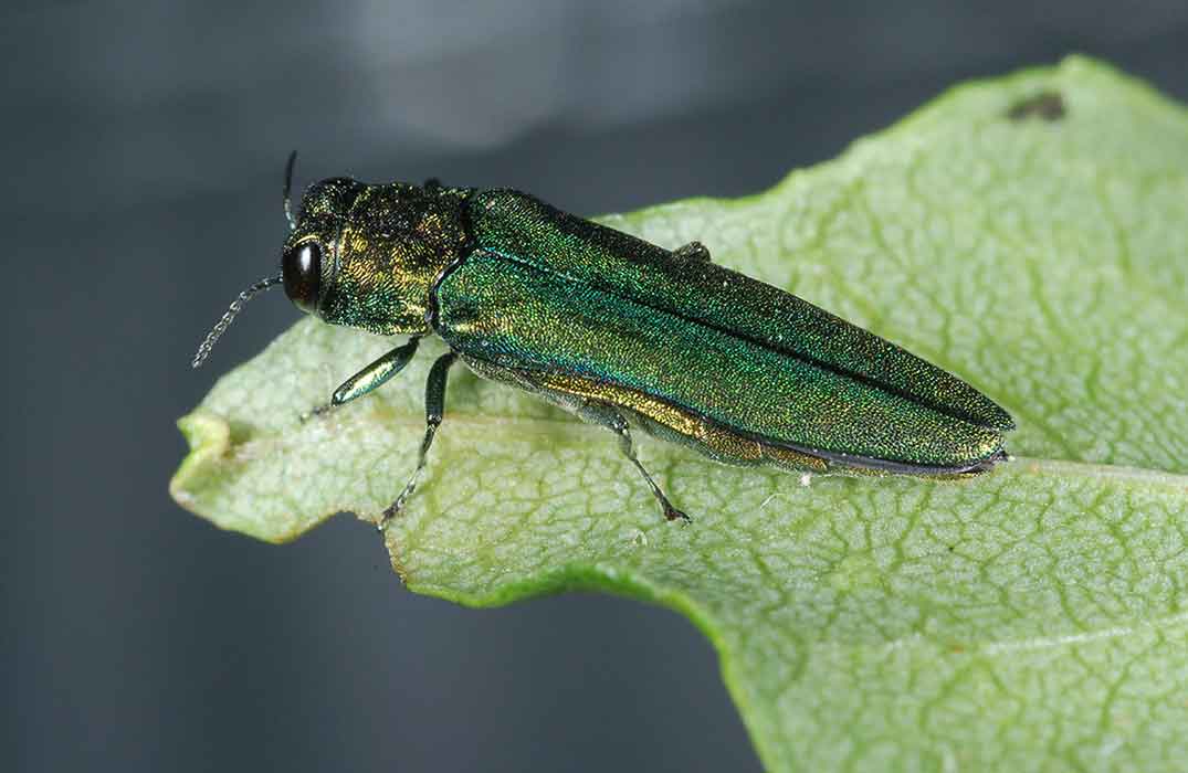 The larvae (young) of the emerald ash borer eats—and eventually destroys—ash trees.