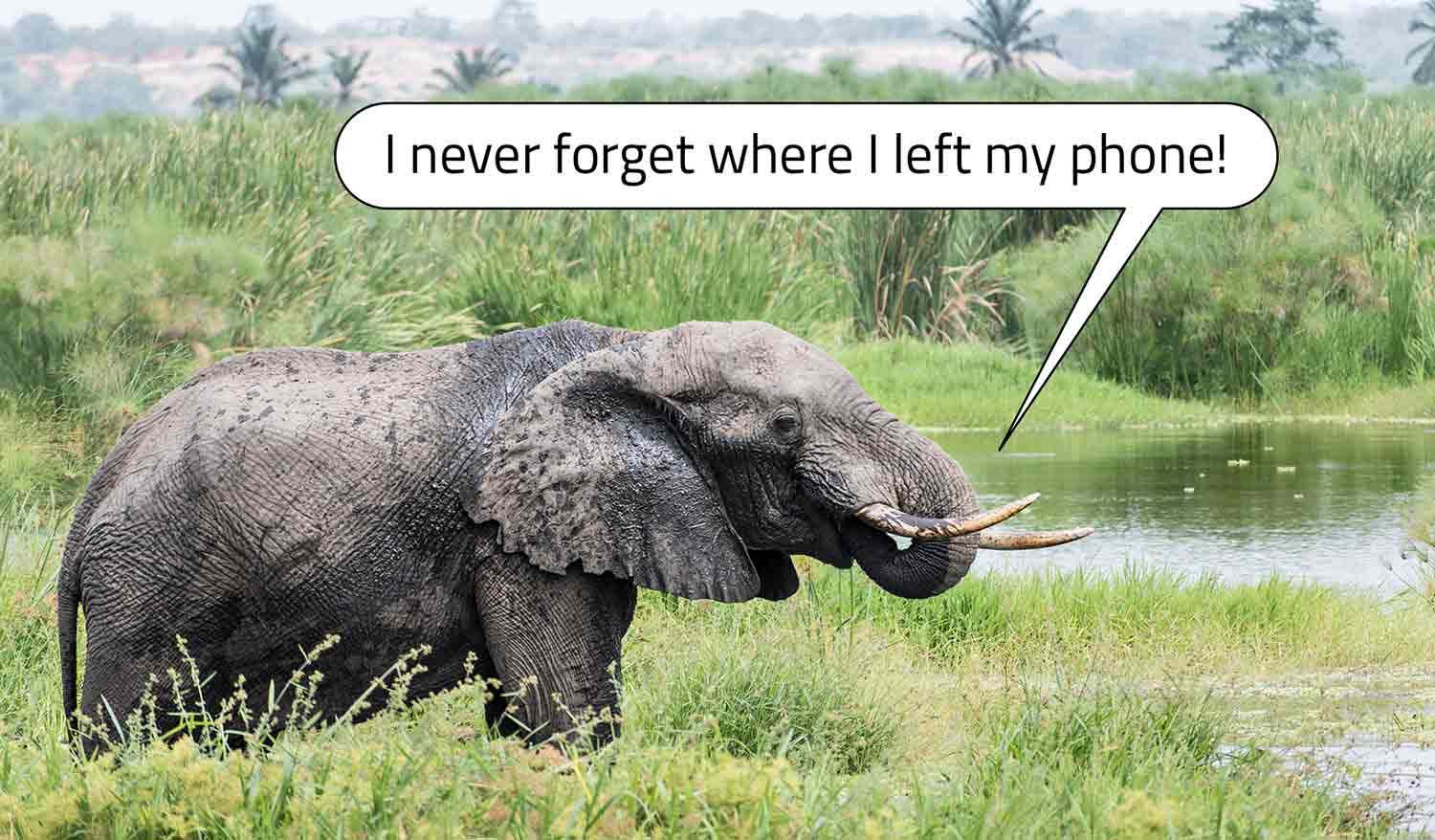 An elephant stands in tall grass with a talk bubble saying I never forget where I left my phone.
