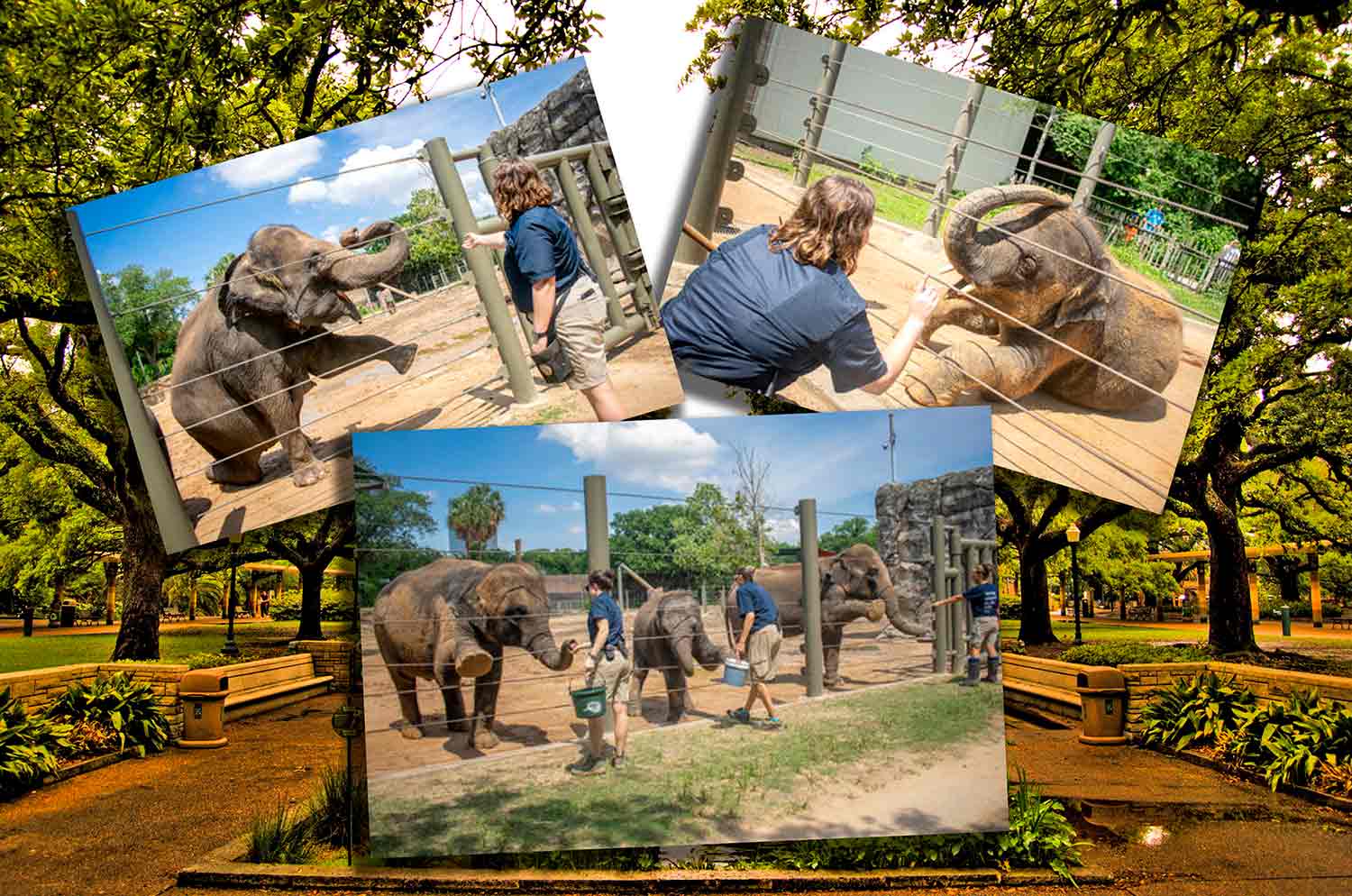 Three photos showing elephants doing yoga poses behind a fence with a trainer directing them in front of a background of trees and vegetation.