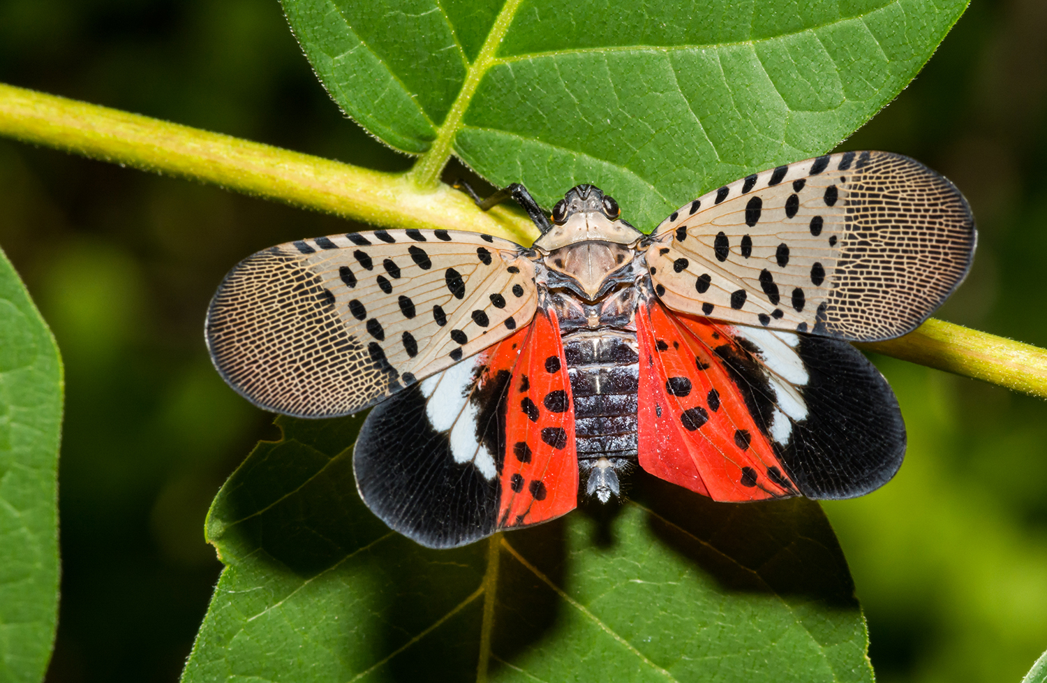 A beige, black, white, and red moth sits on a leaf with its wings spread out.