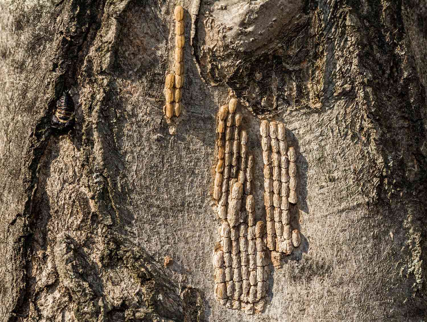 A mass of beige eggs is stuck to a tree trunk.