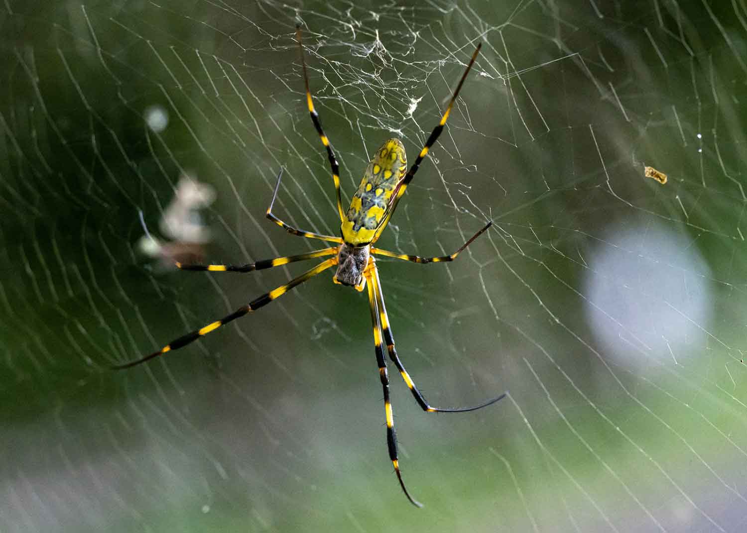 A large yellow and black spider sits on a web.