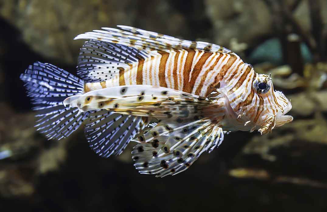 Native to the Pacific Ocean, the lionfish somehow ended up in the Gulf of Mexico and the Caribbean Sea, where it hunts and eats native species.