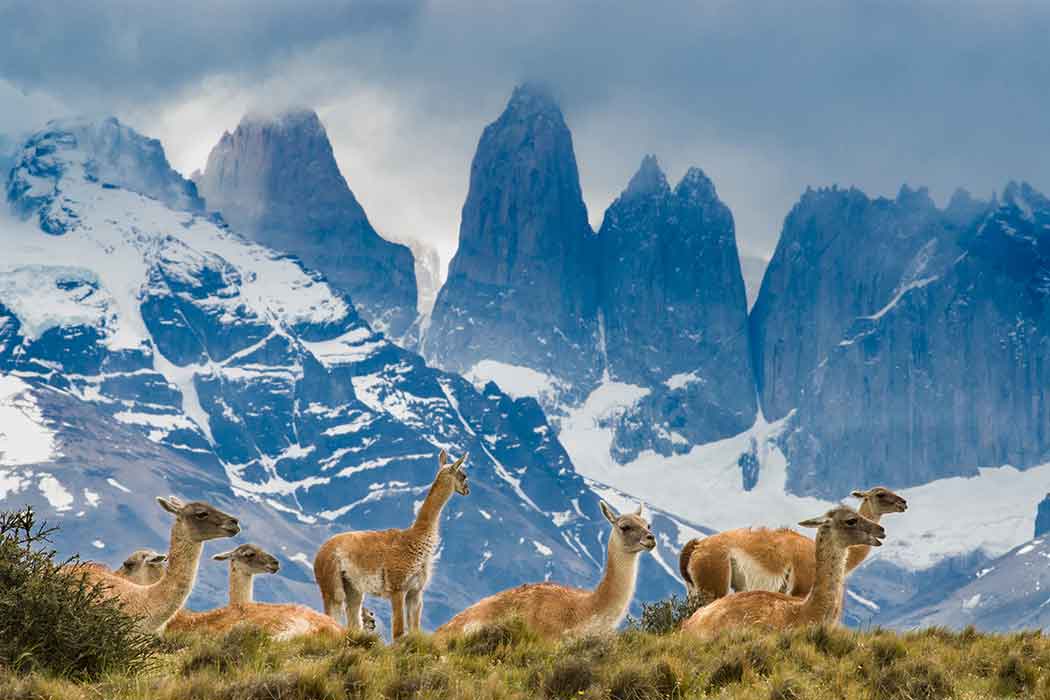 A group of guanacos sits on a grassy hit with snowy mountains in the background.