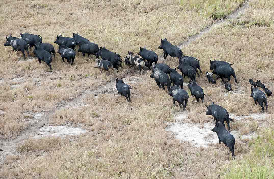 Feral (wild) pigs were brought from Europe to the U.S. and later released. They eat mammals, birds, and reptiles, including endangered species.