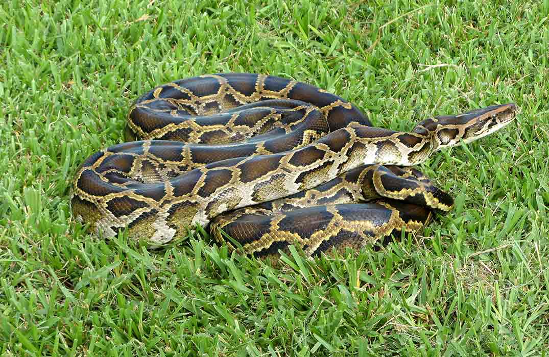 Brought into the U.S. as pets, Burmese pythons are sometimes released into the wild, where they compete with native wildlife for food.