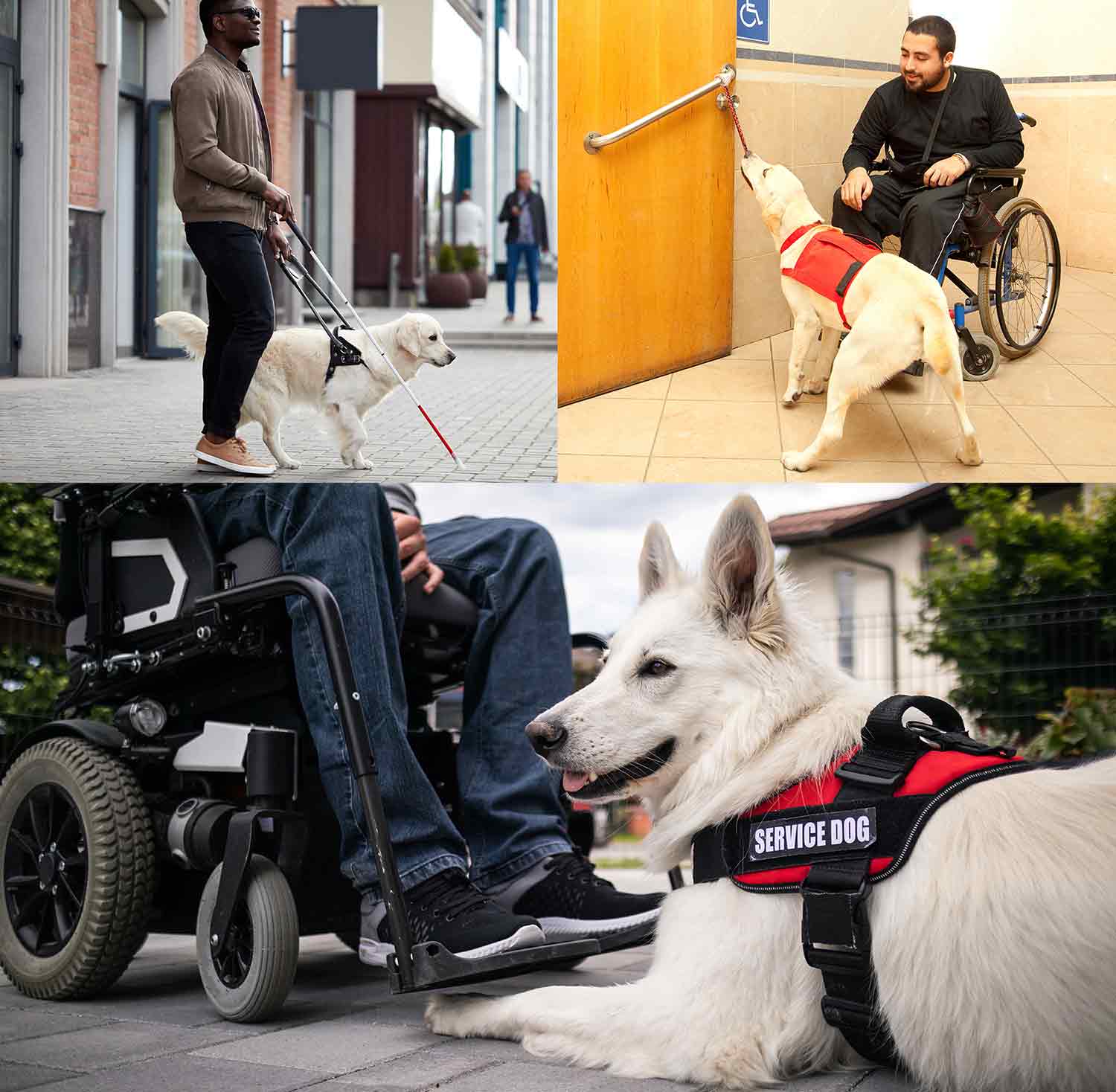 Three panels showing a dog leading a blind man on a sidewalk, a dog pulling a door closed for a man using a wheelchair, and a dog lying at the feet of a wheelchair user.