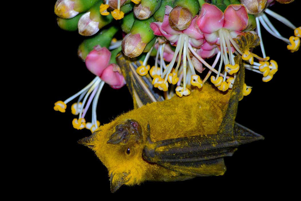 Closeup of a bat covered in yellow pollen perched upside down on a flower.