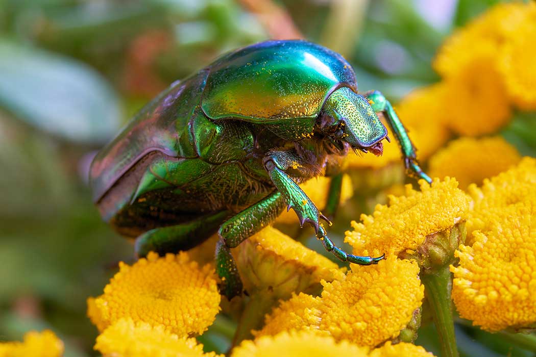 A shiny green beetle sits on a group of yellow flowers.