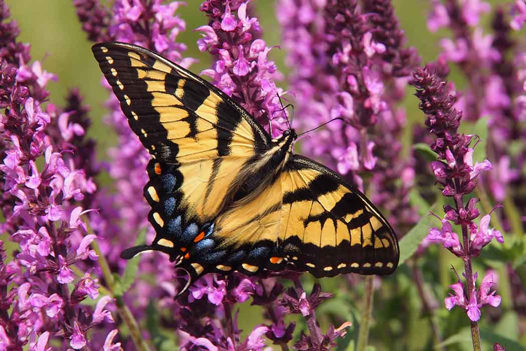 A black and yellow butterfly sits on a group of purple flowers.