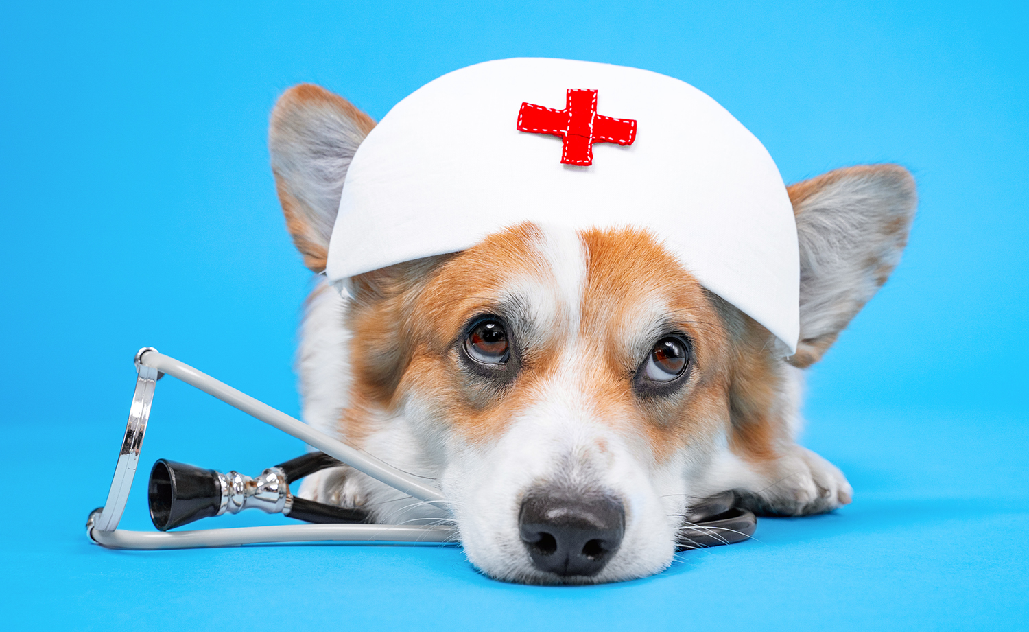 A dog lying down and wearing a stethoscope and a nurse’s hat with a red cross on it.
