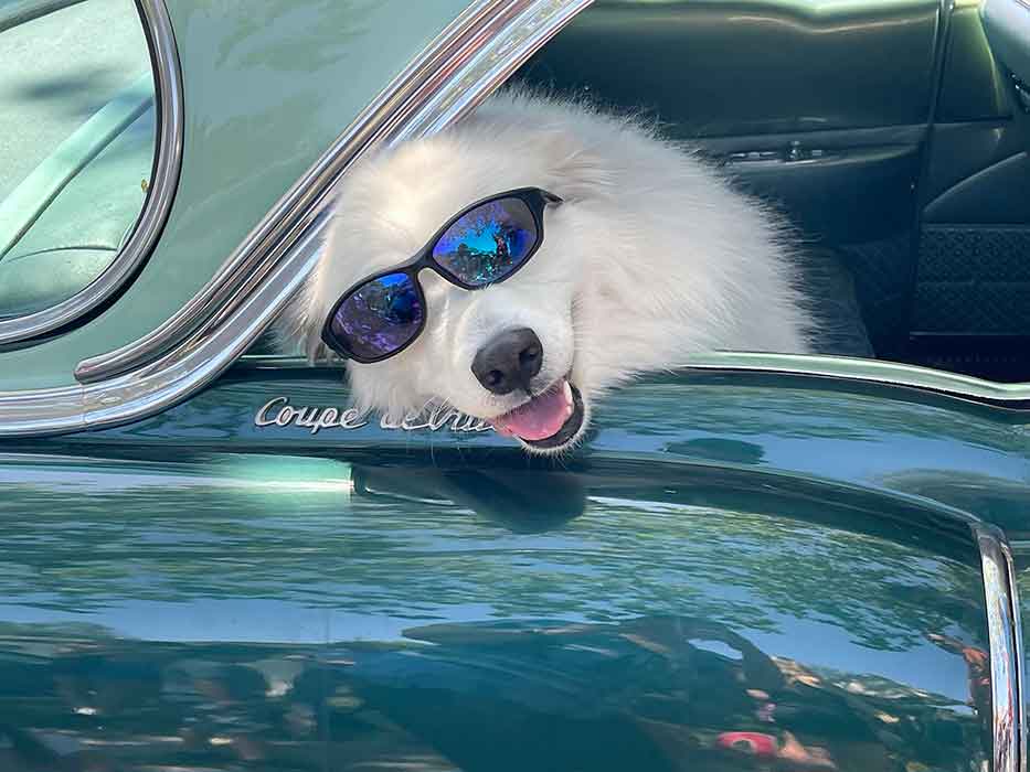 A dog wearing sunglasses sticks its head out the window of an older green car.