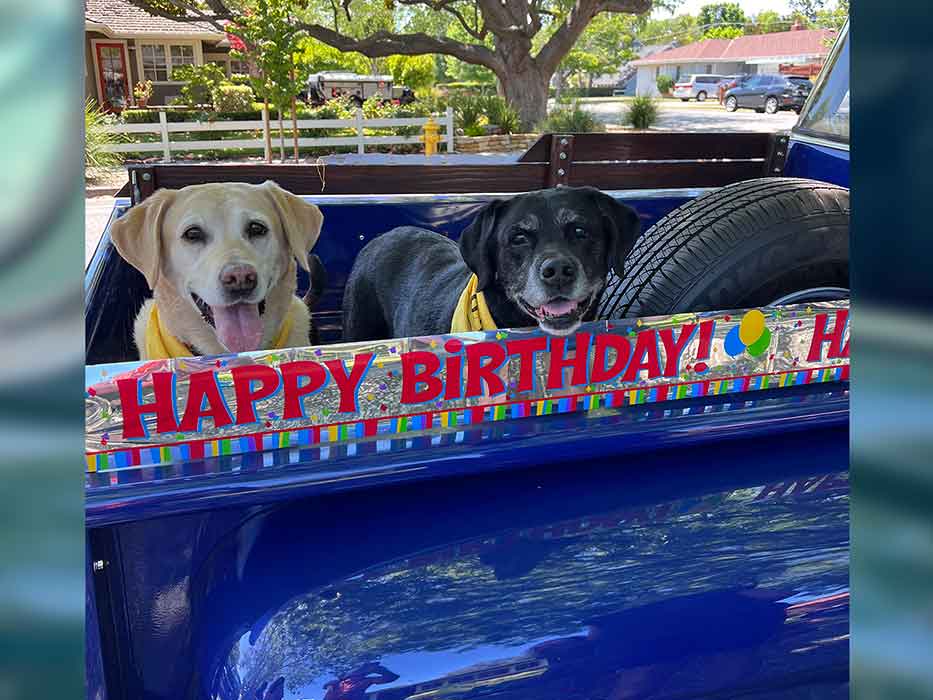 Two large dogs wearing yellow bandanas stand in the back of a blue pickup truck with a happy birthday banner on it.