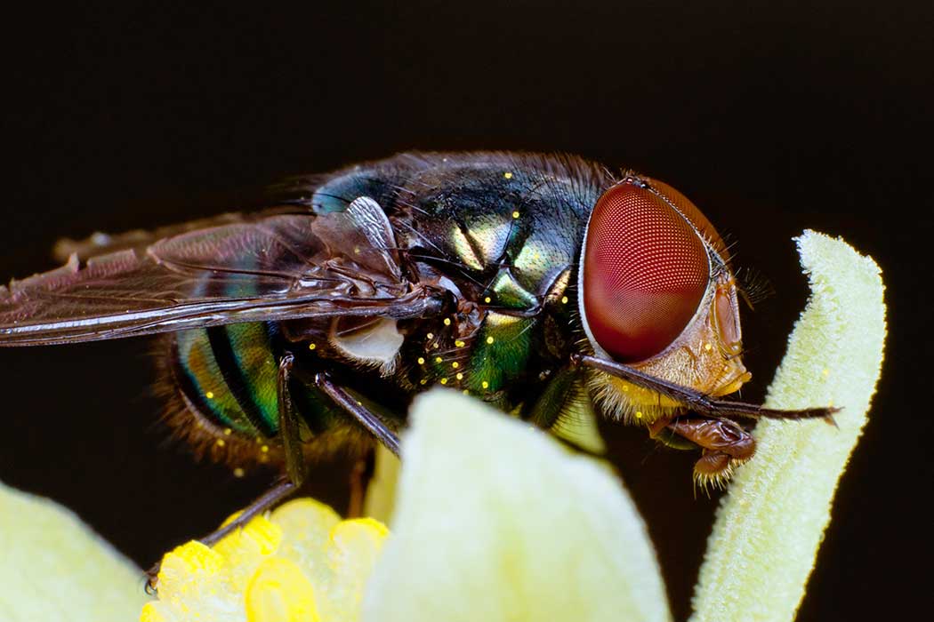 A green and black house fly with red compound eyes drinks from part of a flower.