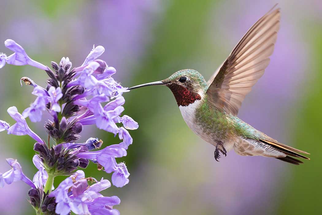 A hummingbird hovers over and drinks from a flower.