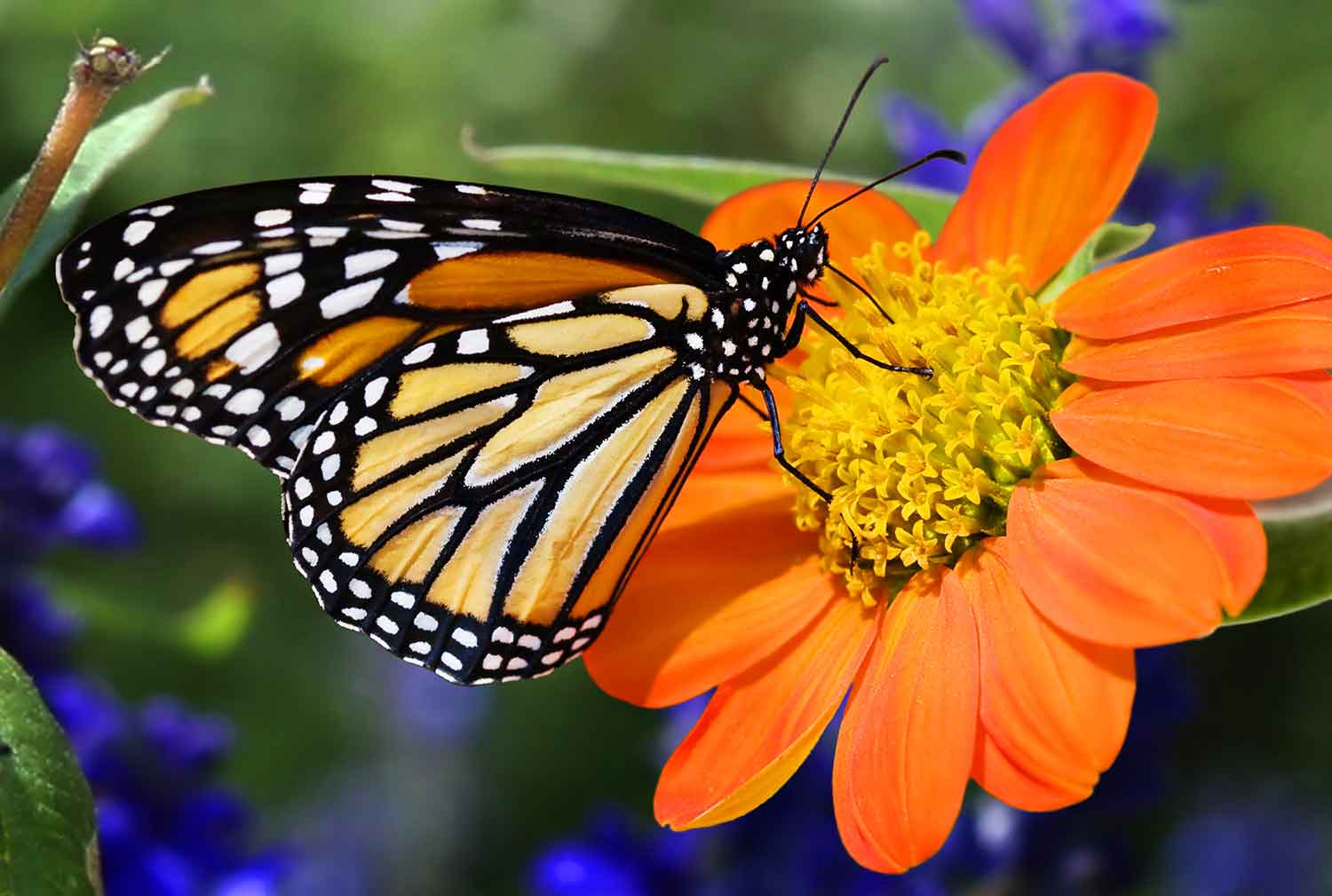 A profile of a monarch butterfly on an orange and yellow flower.