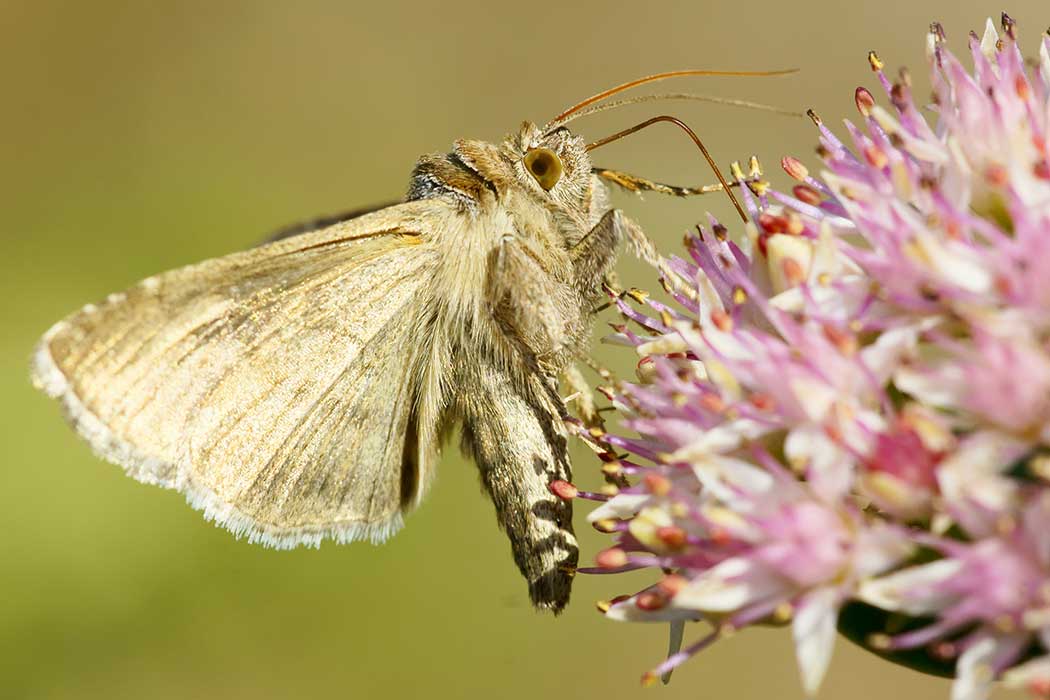 A fuzzy brown moth sits on a purple flower.