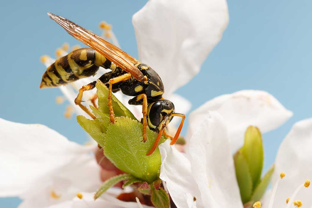 A yellowjacket wasp feeds from part of a white flower.