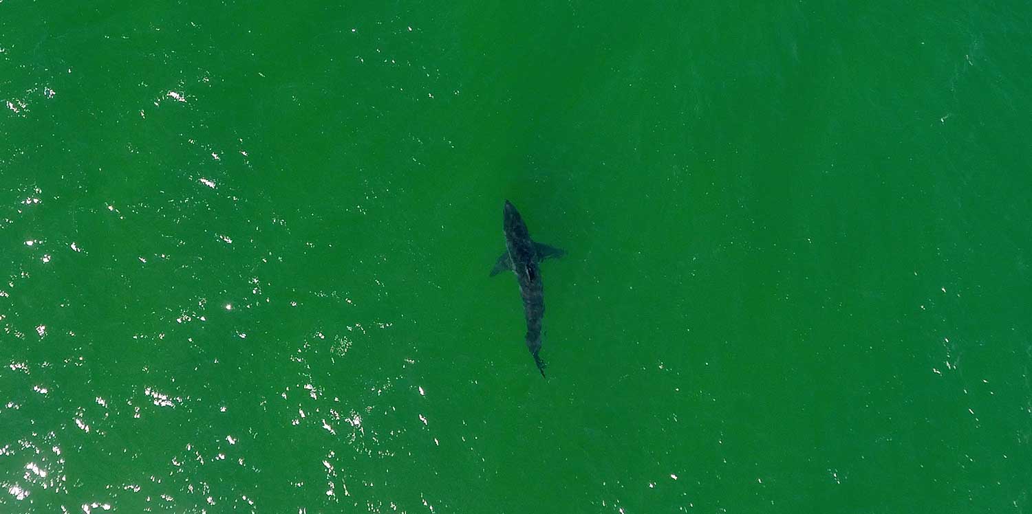 Aerial view of a shark swimming in green water.