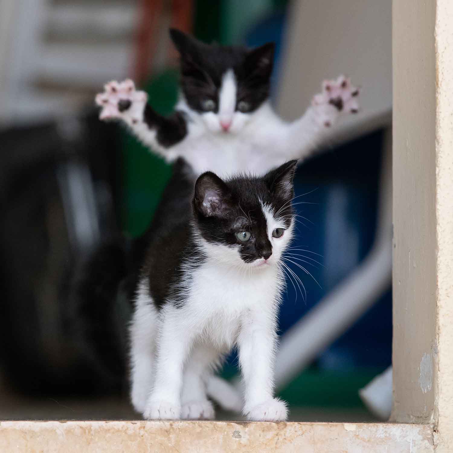 A black and white kitten looks out a window as another kitten hovers behind with its front paws outstretched.