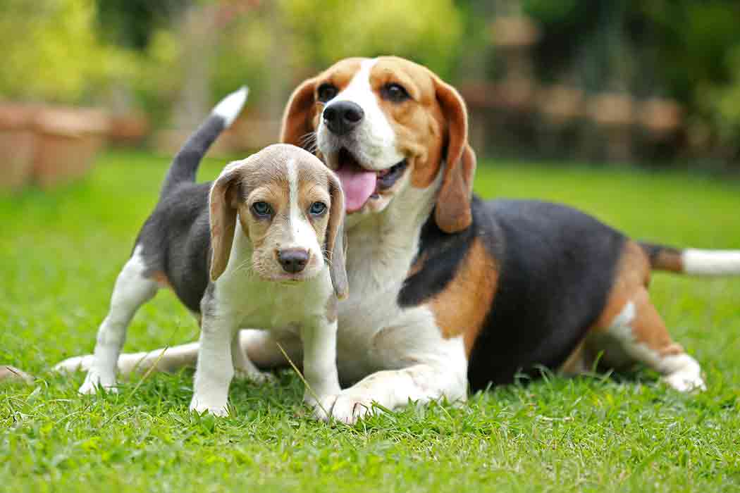 A beagle puppy stands in front of an adult beagle that is lying in grass.