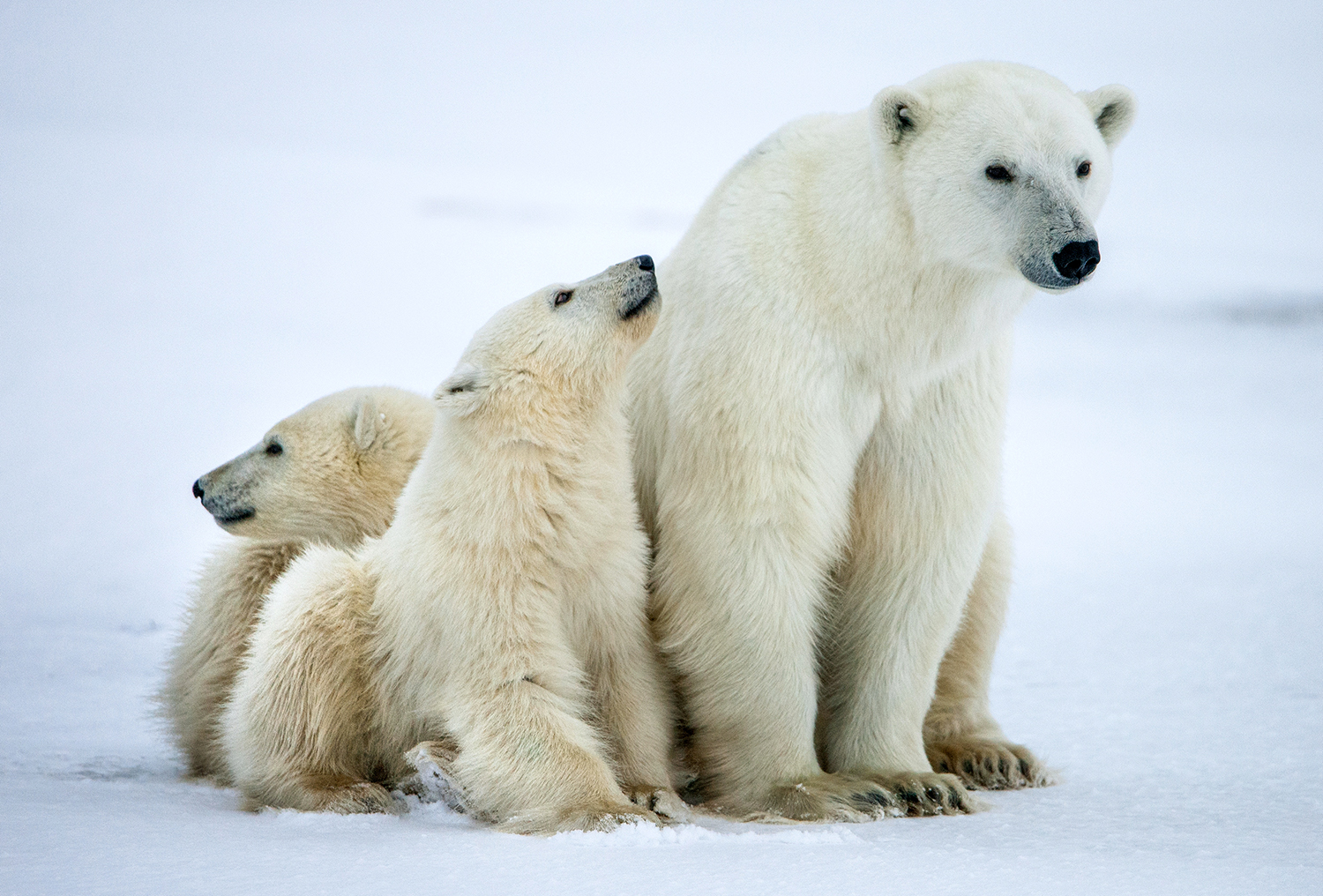 A polar bear and two cubs sit on ice.
