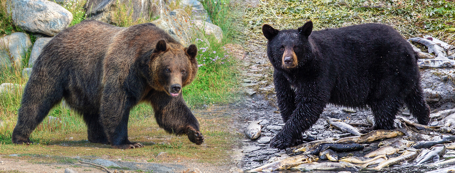 Side by side images of a grizzly bear and a black bear.
